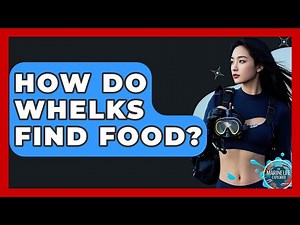 How Do Whelks Find Food? - The Marine Life Explorer