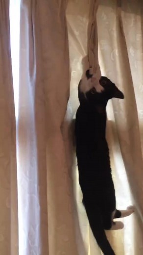 Just scratch 😼 #catsoftiktok #parody #cute #justdance #ladygaga #funny #cats | Merry & Pippin