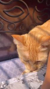 Dustu simbu | Simbu's vlog