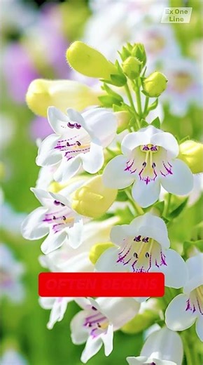 Penstemon digitalis Timelapse Bloom — The Whispering Strength of Pure White