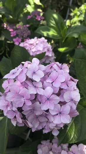 Fujinomori Shrine Kyoto | Hydrangea Water Garden and Hanachozu in Japan 💠⛩️