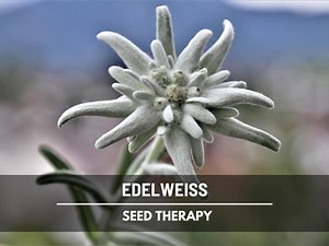 Edelweiss Seeds – Heirloom, National Flower of Switzerland & Medicinal Herb, Unique Alpine Blooms | 100 Seeds - Etsy