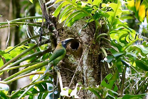 Blue-throated Toucanet nesting (Aulacorhynchus caeruleogularis) | BIRDS & Nature