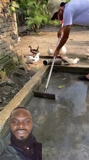 animal rearing farm