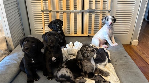 All 10 'Morse Road Miracle Pups' find new homes after long recovery