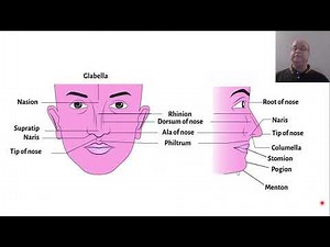 Anatomy of the external nose