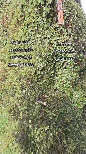 11K views · 156 reactions | This rock has full of Hydrocotyle sibthorpioides on the front and covered with Java moss on the other side in natural habitat. #aquascapingnegros | Aquascaping Negros | Facebook