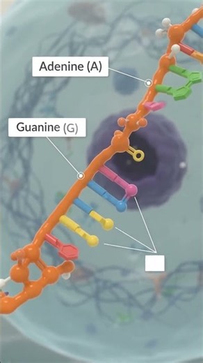 Ultrastructure of RNA
