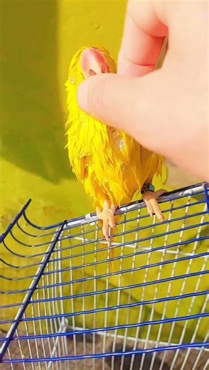 Beautiful yellow ringneck parrot