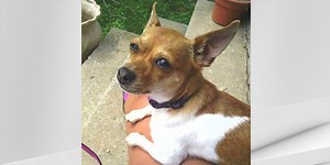 Decision to fire Spencer Co. Animal Control director tabled following family’s outrage over dog’s killing