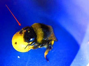 Bees can be trained to perform complex tasks. | Insider Tech Presents
