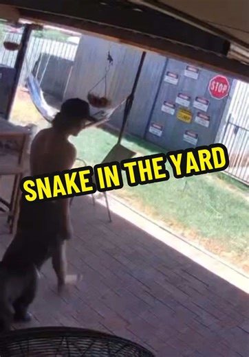 Hilarious Dog and Snake Encounter in Australia