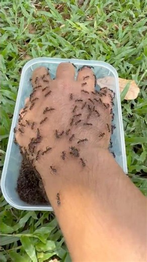 1000 Angry Bullet Ants vs Brave cowboy