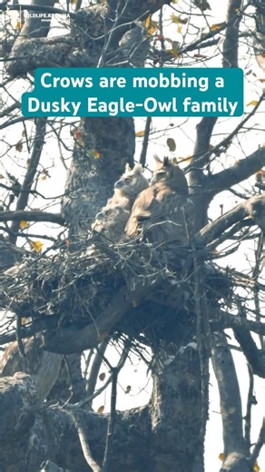Crows are mobbing a Dusky Eagle-Owl family. #owl #birds #eagleowl