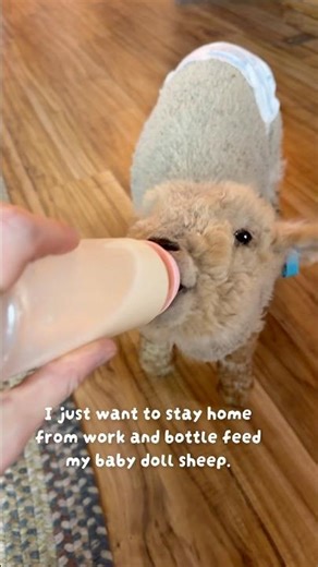 House Sheep 🍼