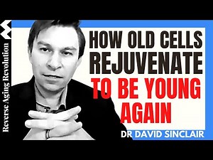 How Old Cells Rejuvenate To Be YOUNG AGAIN – Cell Autonomous Effect | Dr David Sinclair Clips