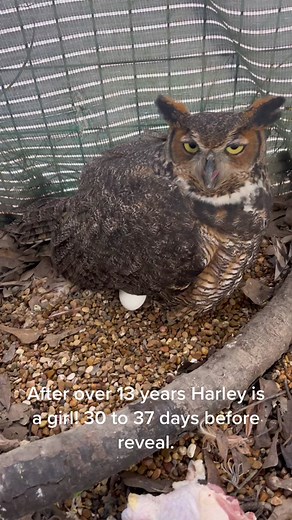 Tishab (@tishab66)’s videos with original sound - Tishab