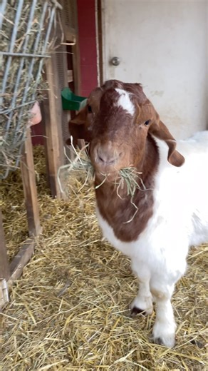Why Do Goats Love Hay So Much? Ever wonder why goats (and other ruminants like cows and sheep) seem obsessed with munching on hay all day? It’s not just a snack—it’s essential for their health! Their unique digestive system is designed to extract nutrients from something humans could never survive on: fibrous grasses and roughage. Unlike us, goats have a four-chambered stomach that acts like a built-in fermentation powerhouse. When they eat hay, the first chamber, the rumen, fills up with fibrou
