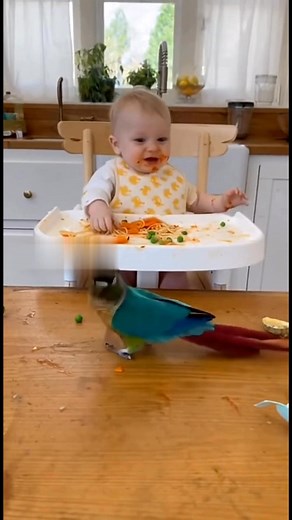 They are vibing😂🦜👶 #talkingparrot #birds #viralpets #parrot #funnyanimals #funnyparrot #pets #comedyreels #reel | Talk Or Squawk