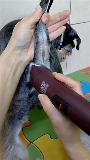 How to Do a Sanitary Trim on a Mini Schnauzer (Safe & Easy)🐾✂️ #shorts #schnauzer #grooming #pets