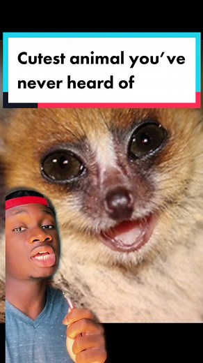 Reply to @maxpower619 Also Mort has 11 ex wives and they’re all past tense #nature#cute#animals#madagascar