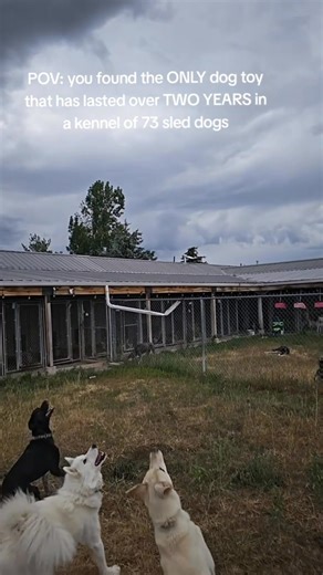 If this toy can survive 73 sled dogs, it will survive your power chewer. Best sellers like our Monster K9 rings, balls, and discs are loved by dogs for endless playtime and trusted by owners because they are virtually indestructible & built to last a lifetime. You'll never buy any other dog toy brand again! Credit: @callofthewyld | Monster K9 Dog Toys