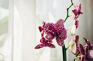 Wild cat orchid phalaenopsis. Home plants care. Close-up of violet...