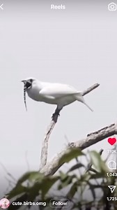 bird gets cranked | Crankdat