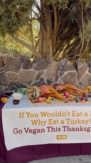 We served a roasted dog at a Thanksgiving table in Tucson… and people couldn’t believe it 😳 Turkeys love, fear, and feel pain just like dogs do. So why is one family and the other dinner? | PETA (People for the Ethical Treatment of Animals)