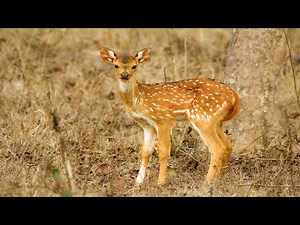 Amazing Animals Captured in Stunning 4K - Pretty Nature Videos