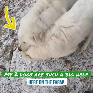 Cold Spring On The Farm Update | Gold Shaw Farm