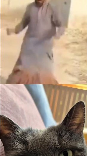 #RealRealityCat #funnycat #catshorts #animalvideos #cutecat #trendingcats