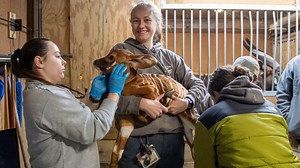 Potter Park Zoo is happy to announce the birth of a female eastern bongo calf, a critically endangered member of the antelope family. Born Dec. 10 to first-time parents Zahara and Moose, this birth marks a significant milestone in the conservation of this rare species. Currently, the calf is being closely monitored indoors with her mother, Zahara. The animal care team reports the calf is doing great, nursing well, and continues to gain weight. Learn more about this exciting addition on our blog: