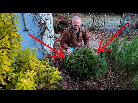 Are These My Favorite Ornamental Plants? - Japanese Cedars