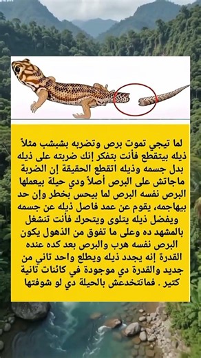 حقيقة مذهلة لا تعرفها عن البرص عند مهاجمته! 🦎