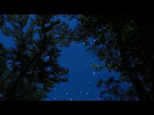 Crickets & Owl Under the Starry Night | Relaxing Summer Night Sounds for Deep Sleep