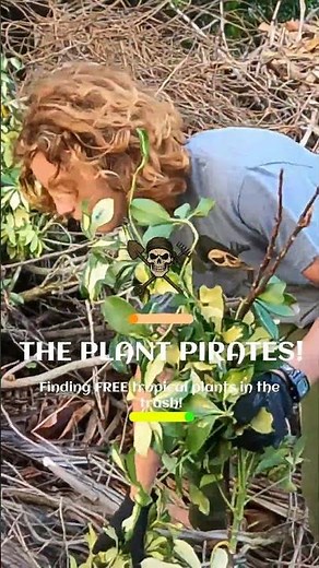 We found some FREE discarded tropical Gold Capella Schefflera arboricola plants in the trash!
