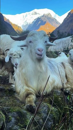 The Coolest Goat in the Himalayas
