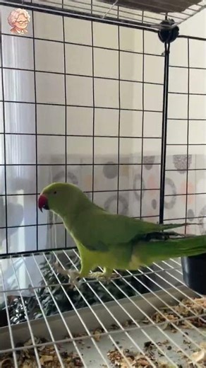 Green Parrot & White Pigeon 5 Relax Animals #shorts