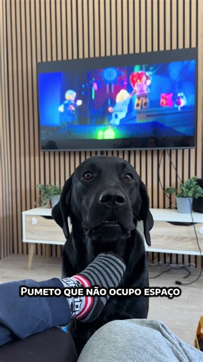 Labradores de 35kg que pensam que são cães de colo 🥲🐻 #fy #fyp #viral #labrador #dog