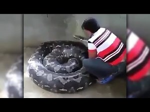 Hier wird eine Monsterschlange als Haustier gehalten