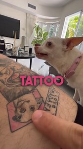 I made a tattoo of my dog Niki but she still wanna bite me😫😫😫!!!! 😍 😂 #chihuahua #dogs #kuchikuchi #angrydog | Nikki Gang