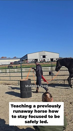 Training a horse that used to run away? This video shows how to keep them focused. The key is constant resetting and watching for the moment they try to leave. By pausing and backing them off, you can teach them to stay safely led. #HorseTraining #RunawayHorse #Equestrian #HorsebackRiding #AnimalTraining | Mastery Horsemanship