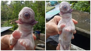 One-eyed dog named Cyclops born in Aklan | Coconuts