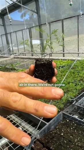 What are soil blocks and how to work with them