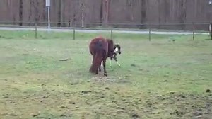 379K views · 2.6K reactions | This foal is so cute! | Horses Are Amazing | Facebook