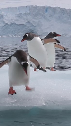 Floatation device! 😁 #antarctica #penguin #animalsoftiktok #floatationdevice #fyp #foryoupage