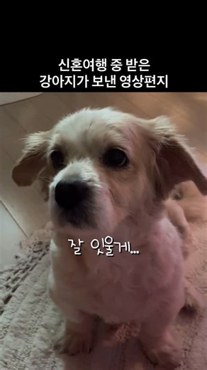 믹스견 유단풍 | 애견동반 여행 일상 | 왜 강아지는 사람이 아닐까 | Instagram