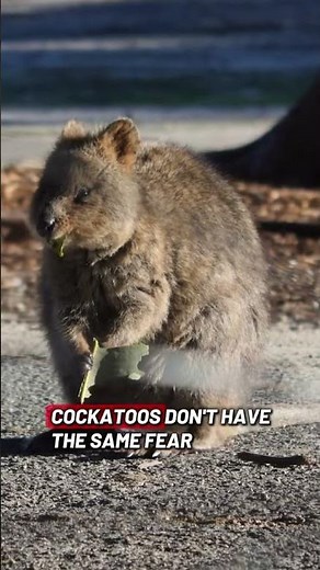 Why Quokkas Are Known as the Happiest Animals 🦘 #wildlife