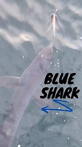 1.8K views · 19 reactions | 麗SHARK WEEK麗 Check out this Blue Shark...